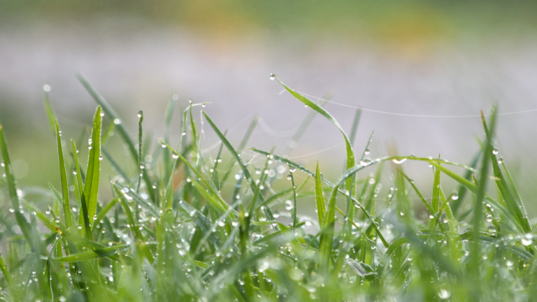 Cutting Edge mowing wet grass